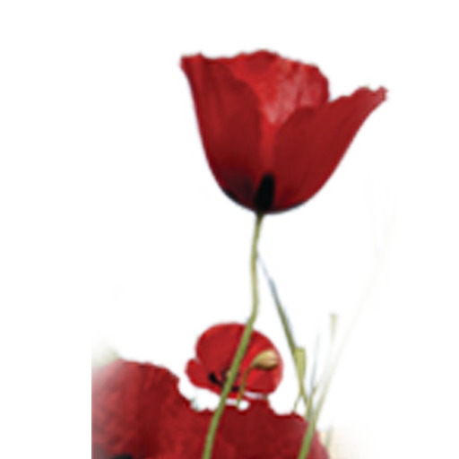 heart-image